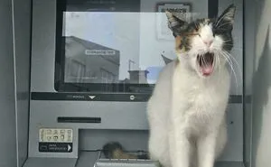 “Cleared A Four-Year Mouse Problem In Three Days”: 83 Funny Cats With Jobs They Take Very Seriously (New Pics)