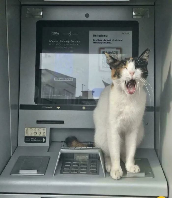 Be Careful Using ATMs In Istanbul! He Demands Cash, Foreign Exchange, Wet Food, And Treats!