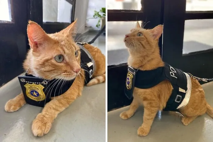 Cat Is Employed At The Women's Police Station To Help Victims Of Domestic Violence