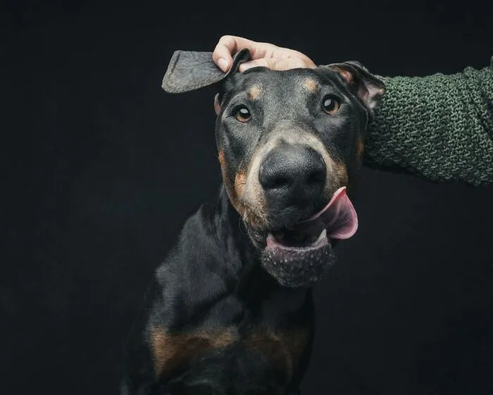 38 Photos From This Series That Prove How Powerful The Bond Between Dogs And Humans Can Be