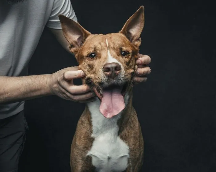 38 Photos From This Series That Prove How Powerful The Bond Between Dogs And Humans Can Be
