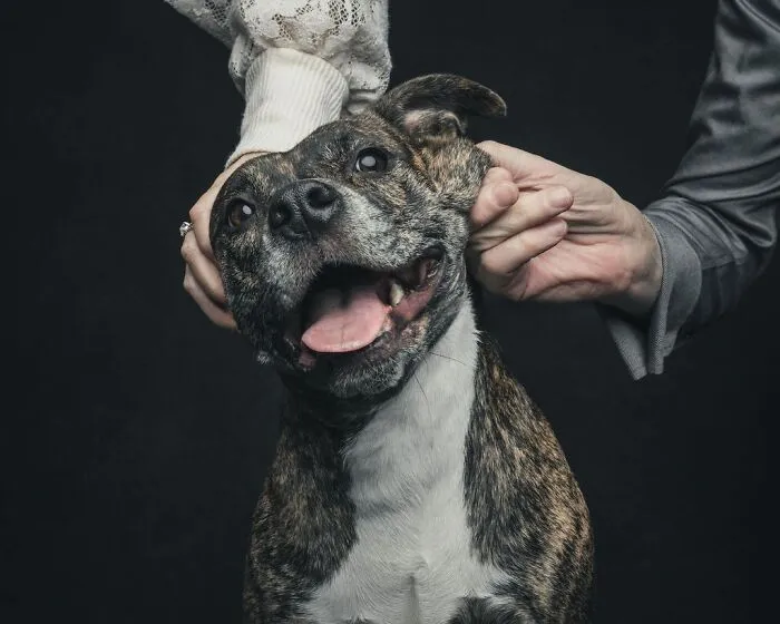 38 Photos From This Series That Prove How Powerful The Bond Between Dogs And Humans Can Be