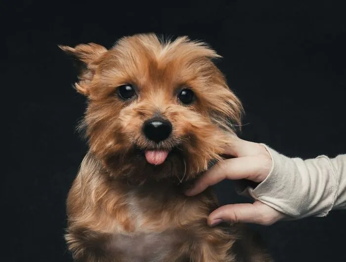 38 Photos From This Series That Prove How Powerful The Bond Between Dogs And Humans Can Be