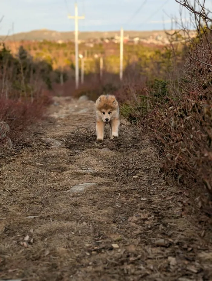 A fluffy puppy running along a dirt path, capturing funny unhinged dog pictures.
