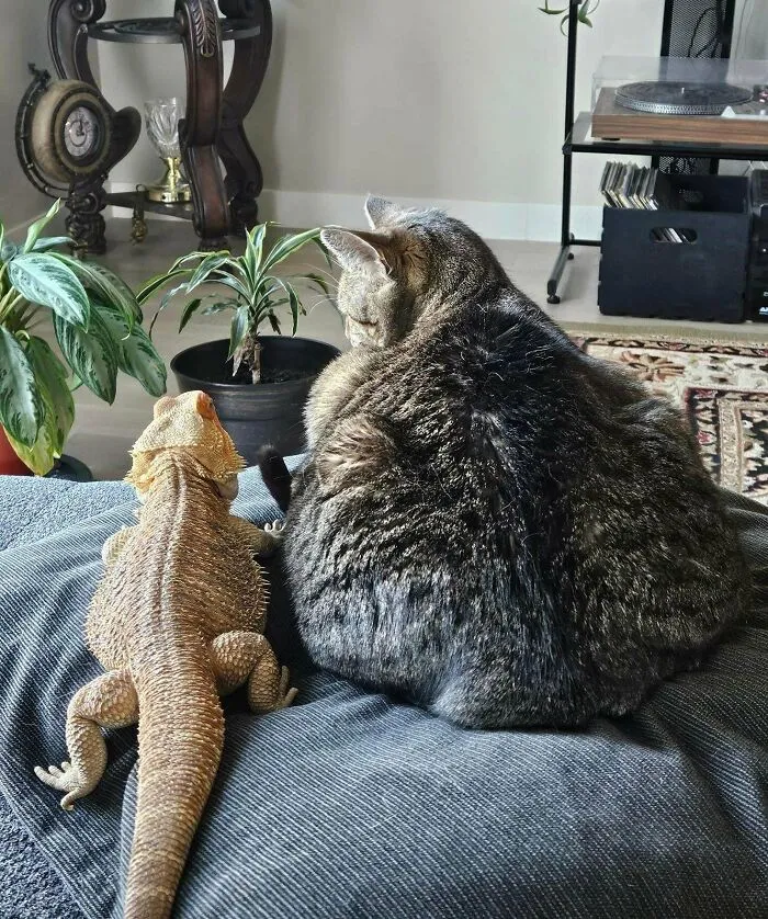 My Brother’s Dragon And Cat Have Become Unlikely Best Friends