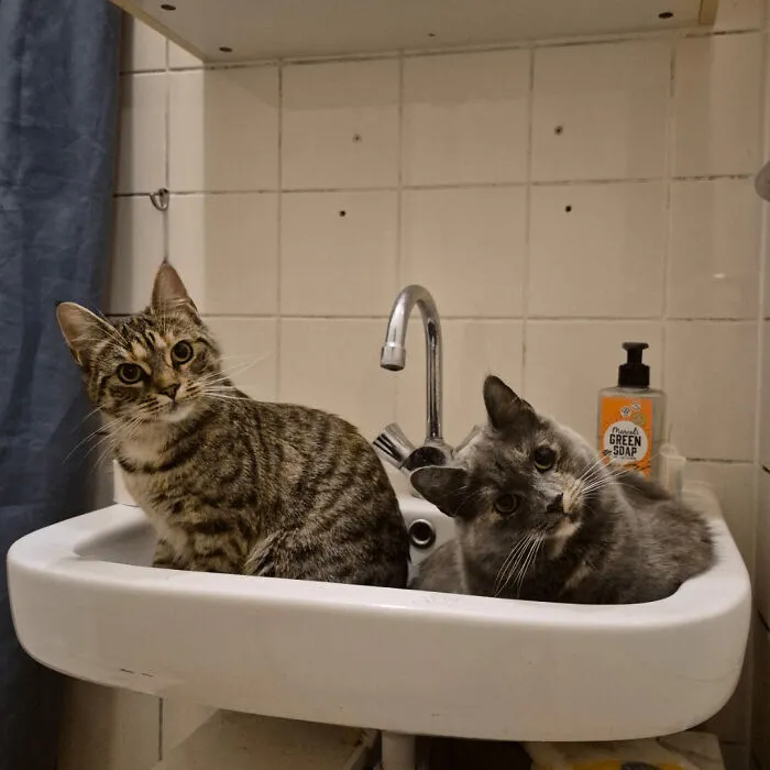 Walked In To Brush My Teeth To Find The Girls Hanging Out In The Sink