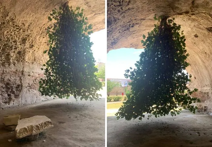 Have You Guys Ever Seen An Upside Down Fig Tree? This One Is Found In One Archaeological Site In Italy