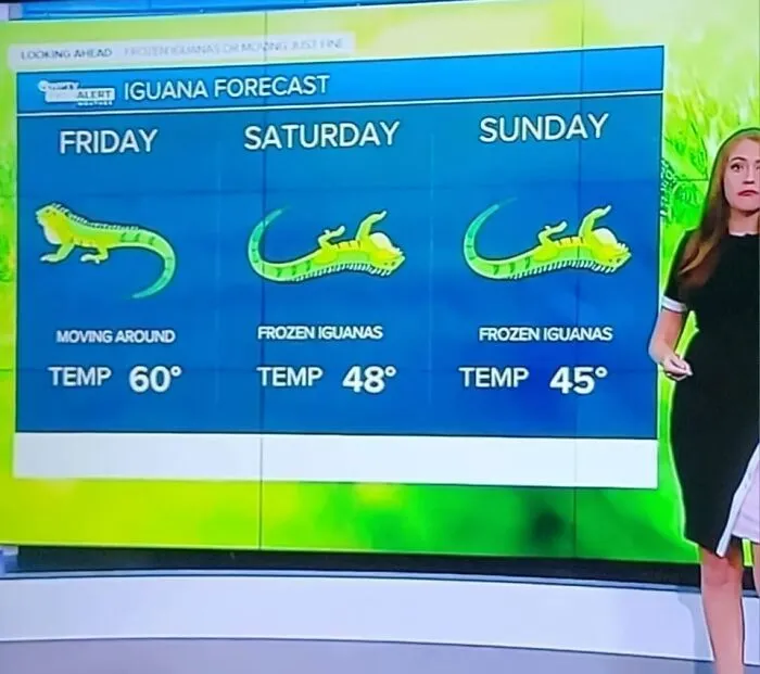 Florida Iguana Forecast. Anything Below 60°F/15°C, Iguanas Literally Start Falling Out Of Trees In South Florida