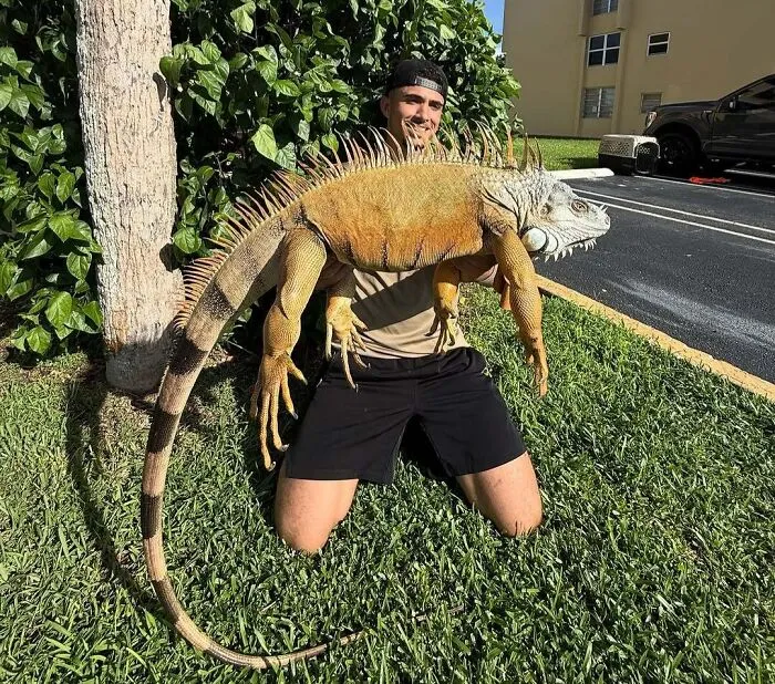 The New Florida Record Iguana