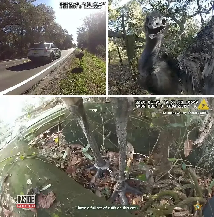 Florida Deputy Goes Viral After "Handcuffing" A Runaway Emu In Wild Bodycam Video