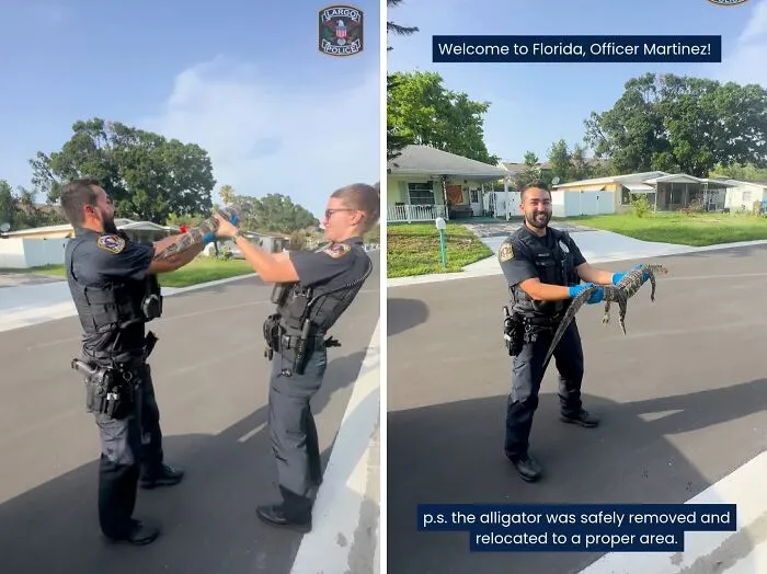 Florida's Largo Police Department  Shared A Video Of The Newly Minted Officer, Formerly Of New York, On His First Alligator Call 