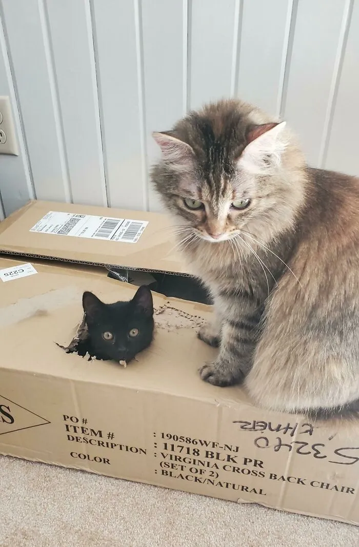 We Recently Adopted A 10 Week Old Kitten, And I Was Worried About How Our Older Cat Would React. Whack-A-Cat Has Become Her New Favorite Game Apparently