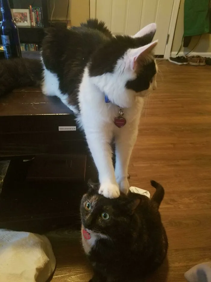 What's On My Head?