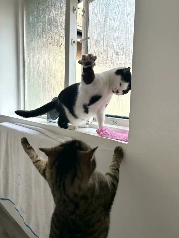 They Both Just Wanted To Look Out The Window But Never, Under Any Circumstances, Together