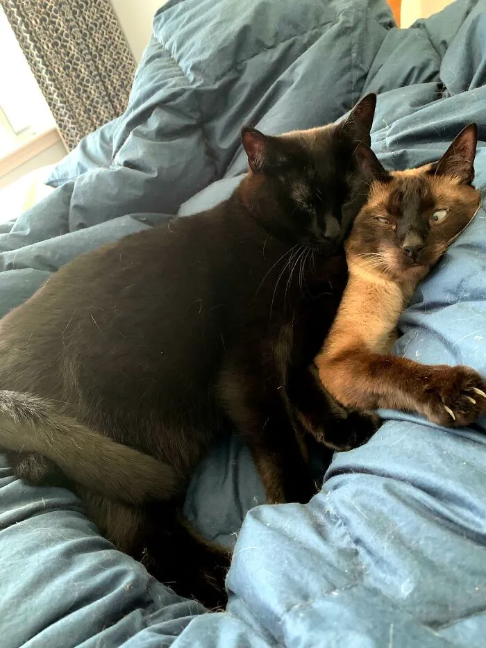 The Best Pillow Is An (Unwilling) Friend