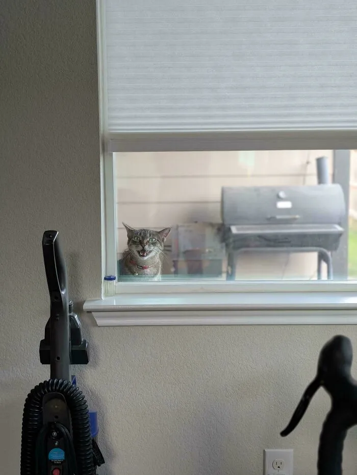 Hilarious cat meowing outside a window with vacuum cleaner inside room