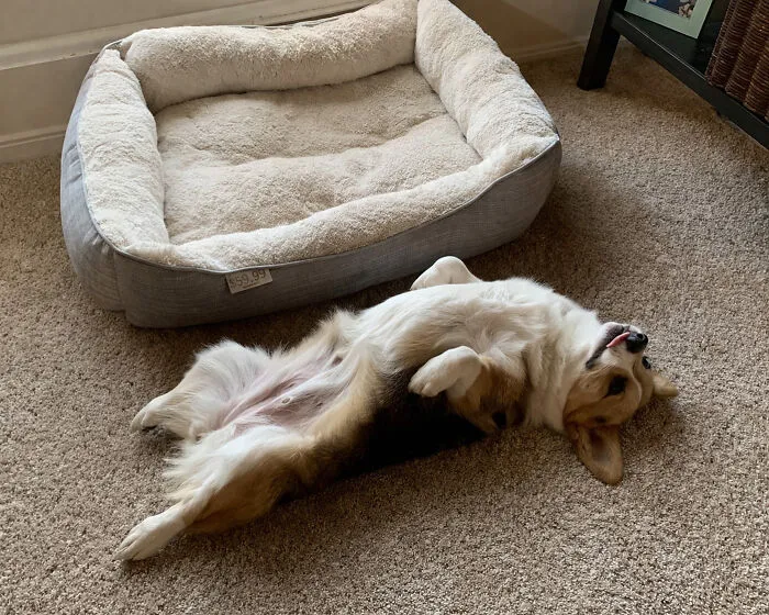 A corgi lying upside down on the carpet next to its bed, perfect for funny unhinged dog pictures.