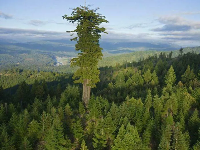 Hyperion Surrounded By Conifer Trees