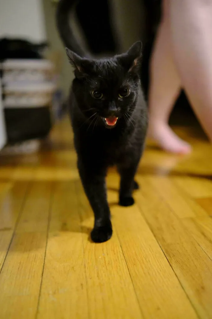 Black cat walking and meowing on wooden floor at home
