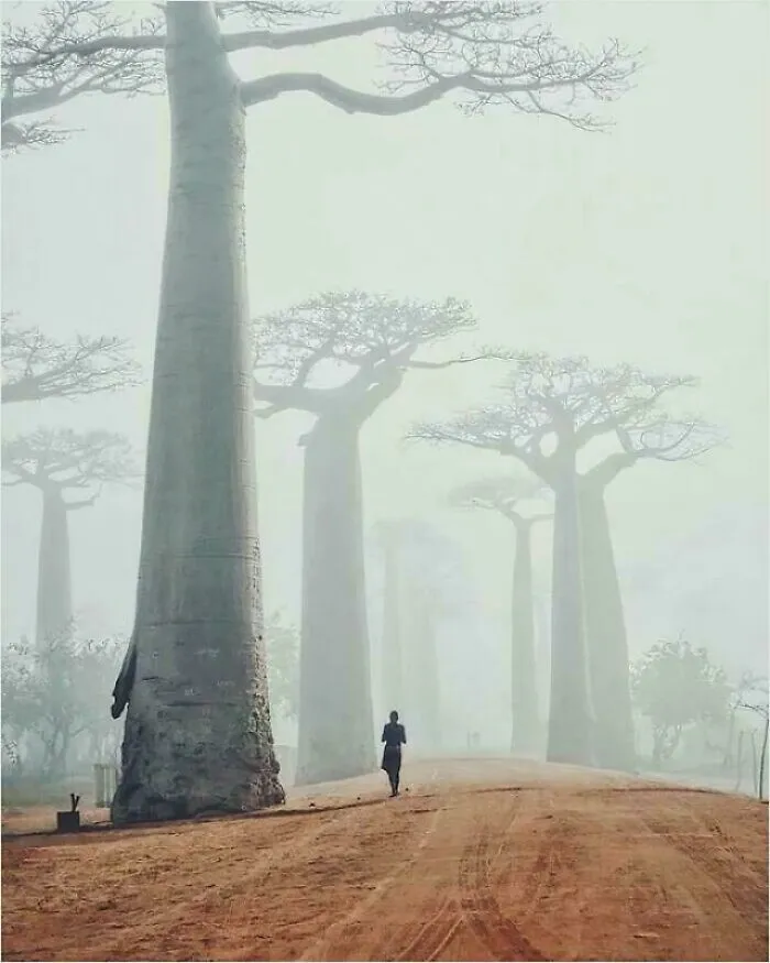 Baobab Trees In The Fog