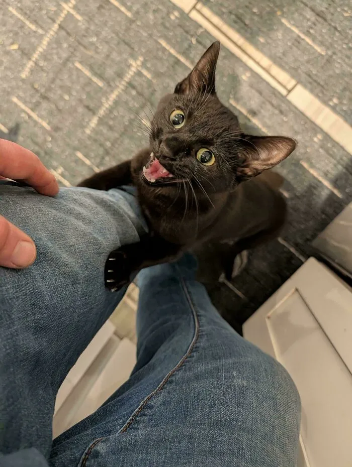 Black cat meowing and holding onto person's leg