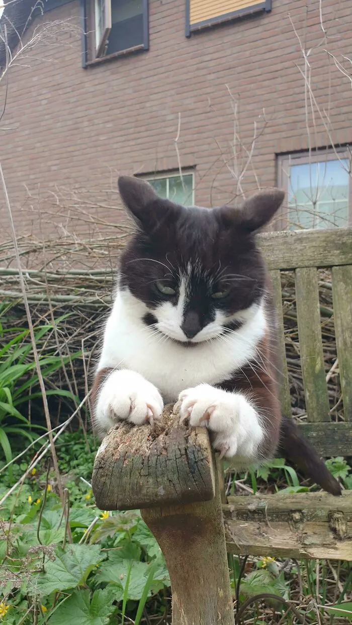 A black and white cat scratching a wooden chair arm with its sharp cat claw