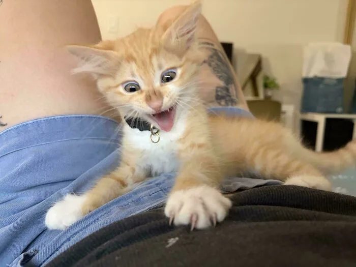 Playful orange kitten meowing on person's lap