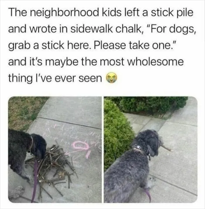 61 Hilarious Memes Featuring Cute, Funny And Mischevious Dogs