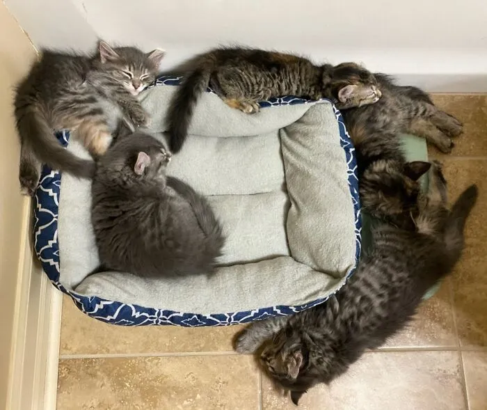 Of 5 Kittens, Only One Has Figured Out How To Use The Bed