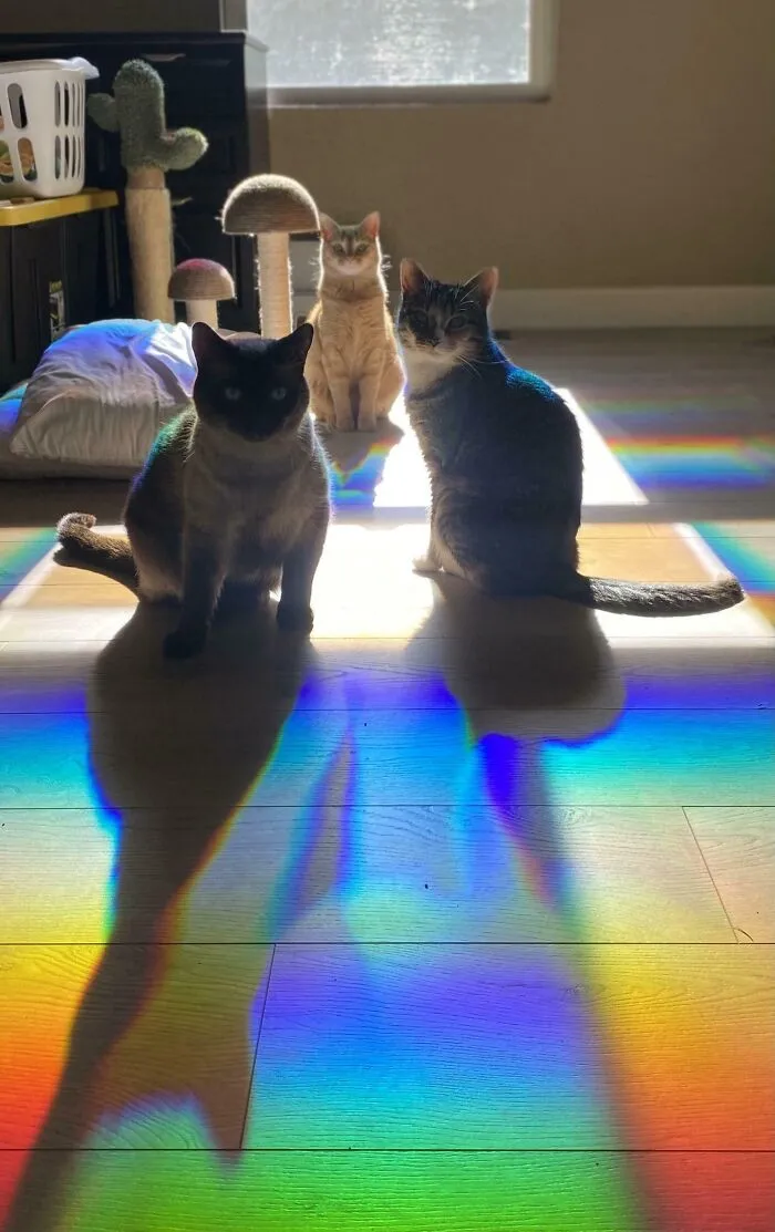 Accidental Band Picture