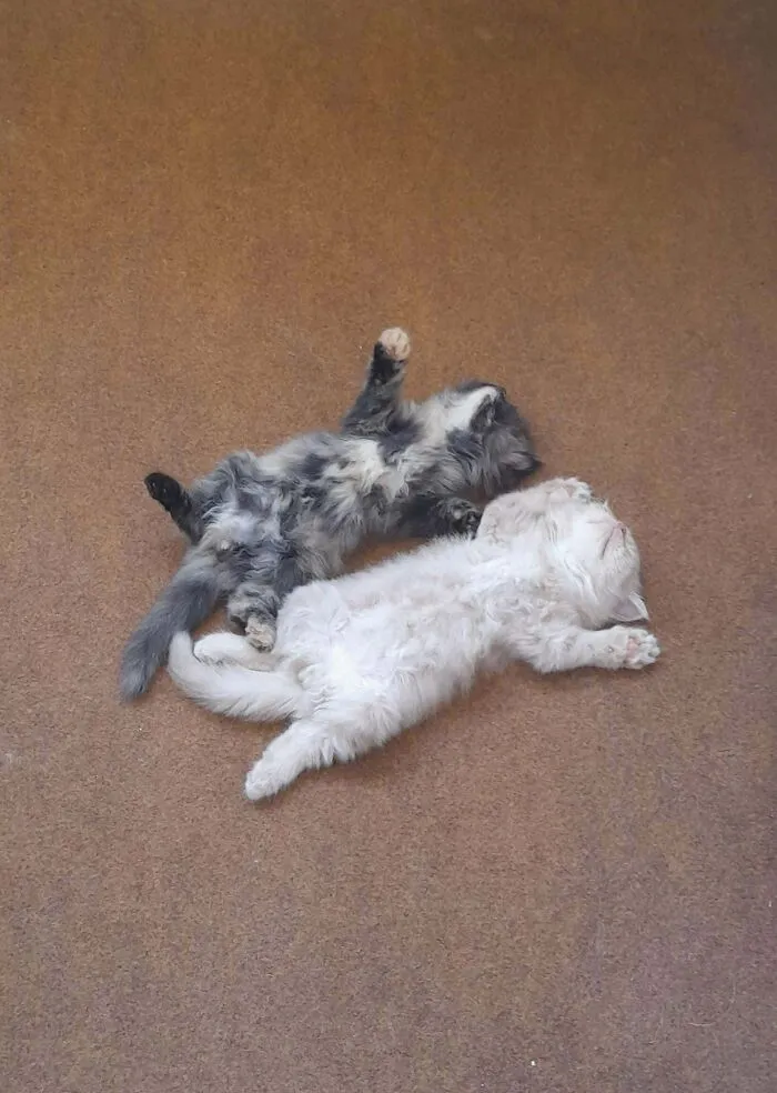 Found Them Both Sleeping Like This In The Middle Of Summer