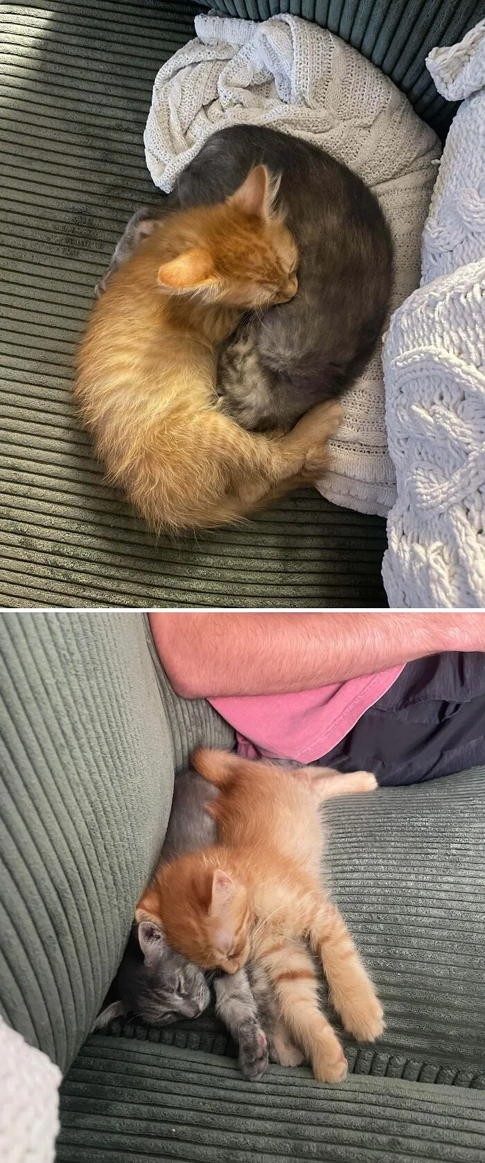 Adopted A Pair Of Bonded Kittens