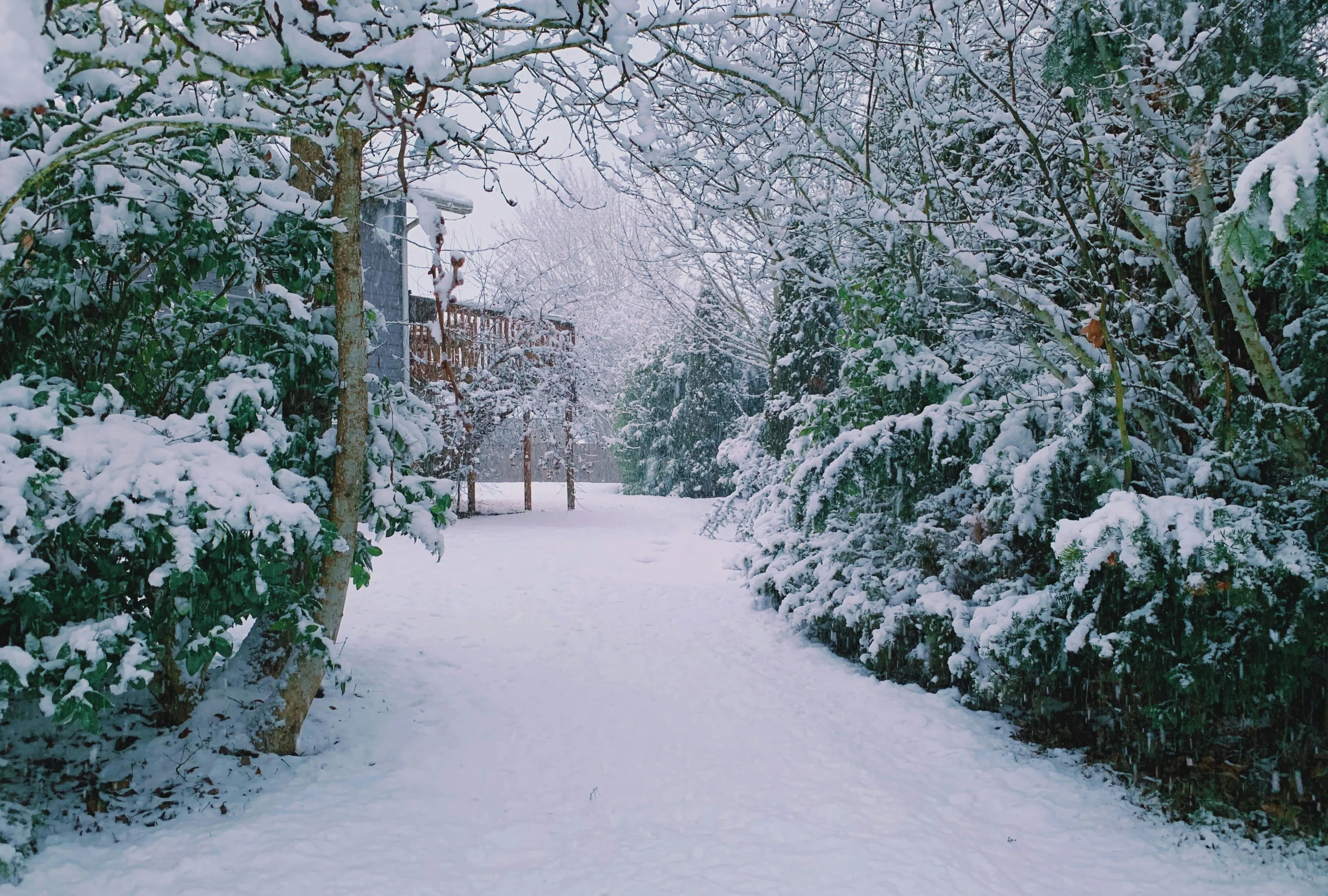Gentle snowfall covering trees and bushes surrounding a quiet snowy porch pathway in a peaceful winter scene.
