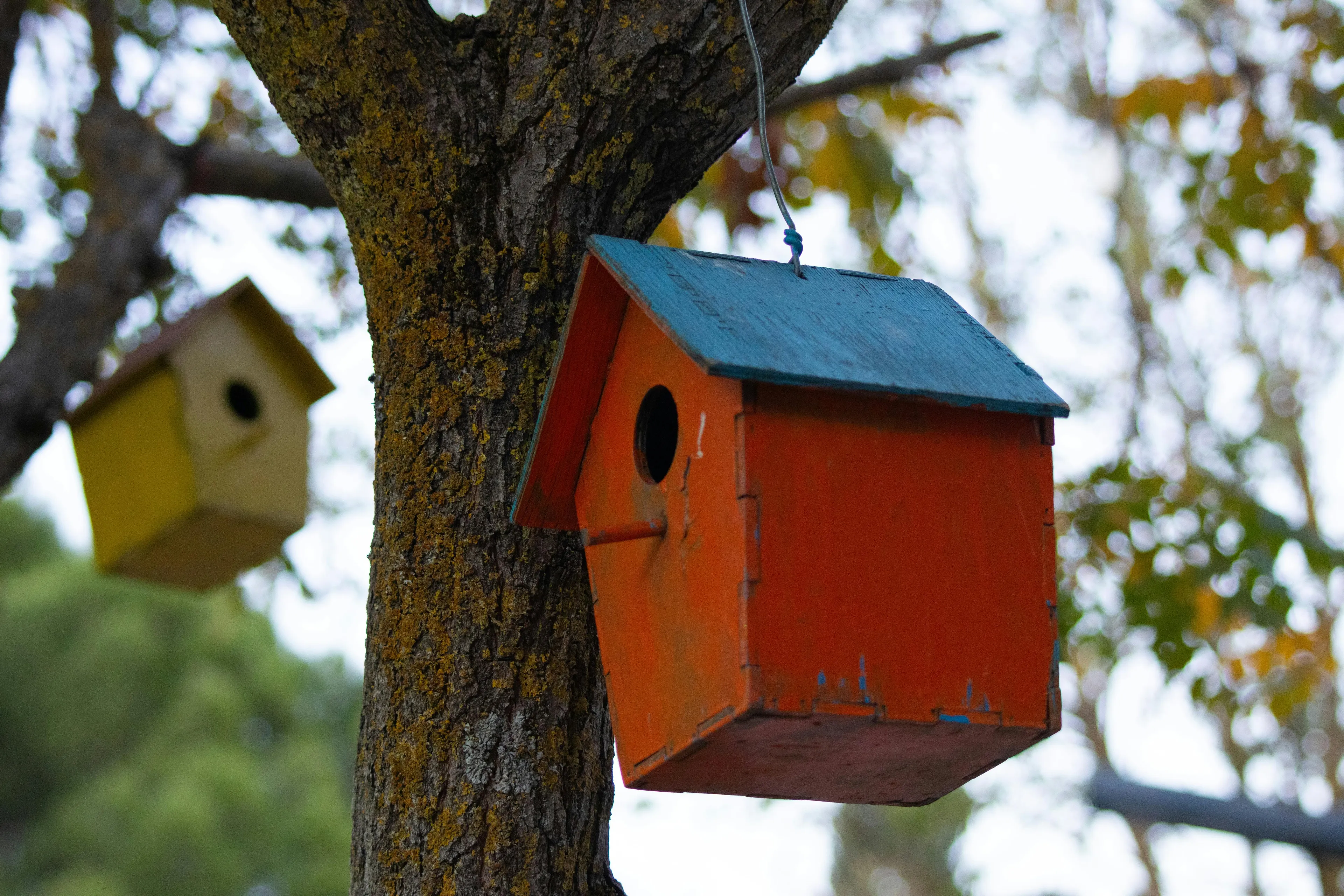 Handmade wooden birdhouse painted orange and blue hanging from a tree branch surrounded by autumn leaves.