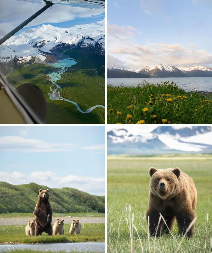 Bears And Views In Alaska, June 2025