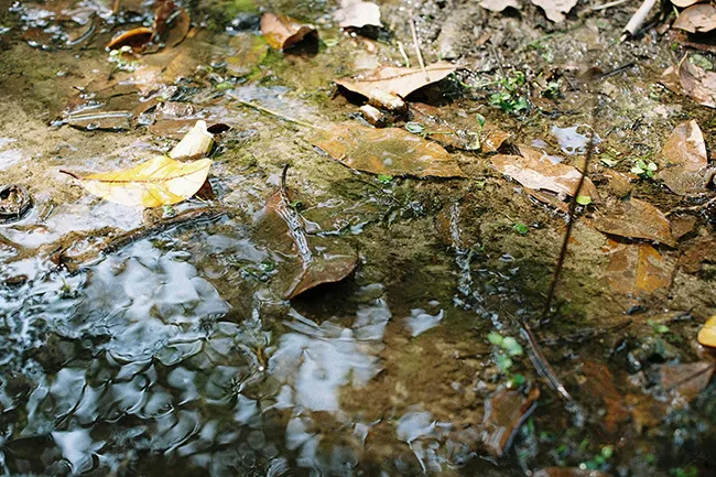 Wet earth and fallen leaves after summer rain, capturing the fresh natural scent that evokes childhood memories and smiles.