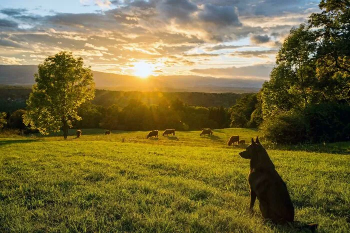 My Best Boy Watching Beautifully Backlit Highland Cows During A Stunning Sunset