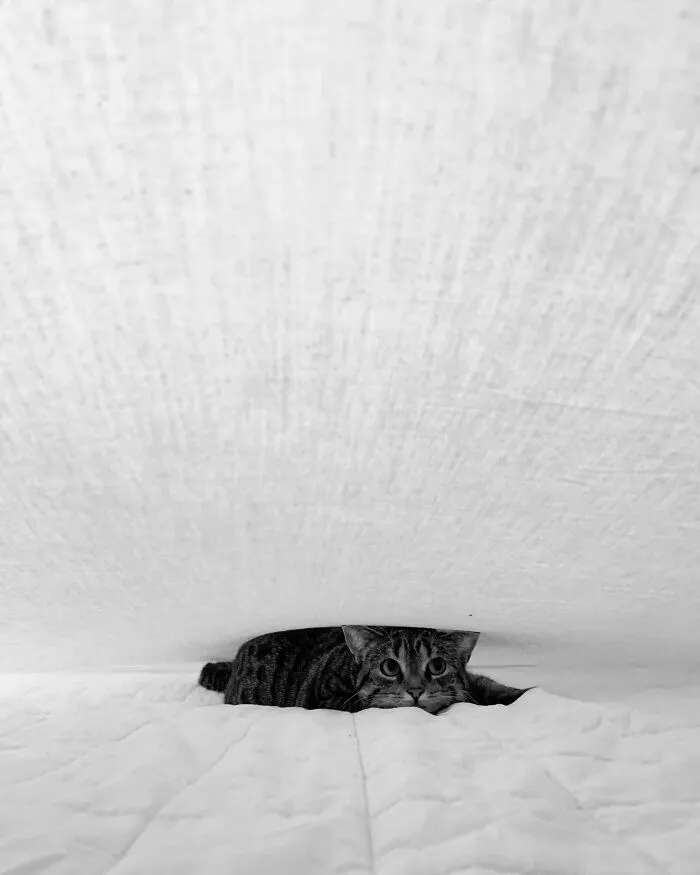 A Cat Between A Mattress And A Blanket