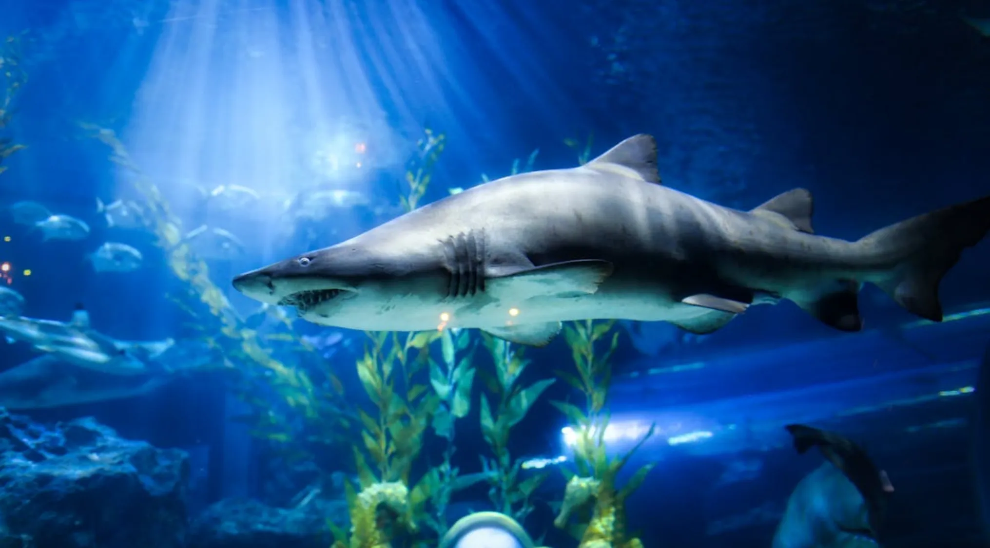 Shark swimming in deep blue water with light rays and underwater plants, showcasing sharks existing before trees.