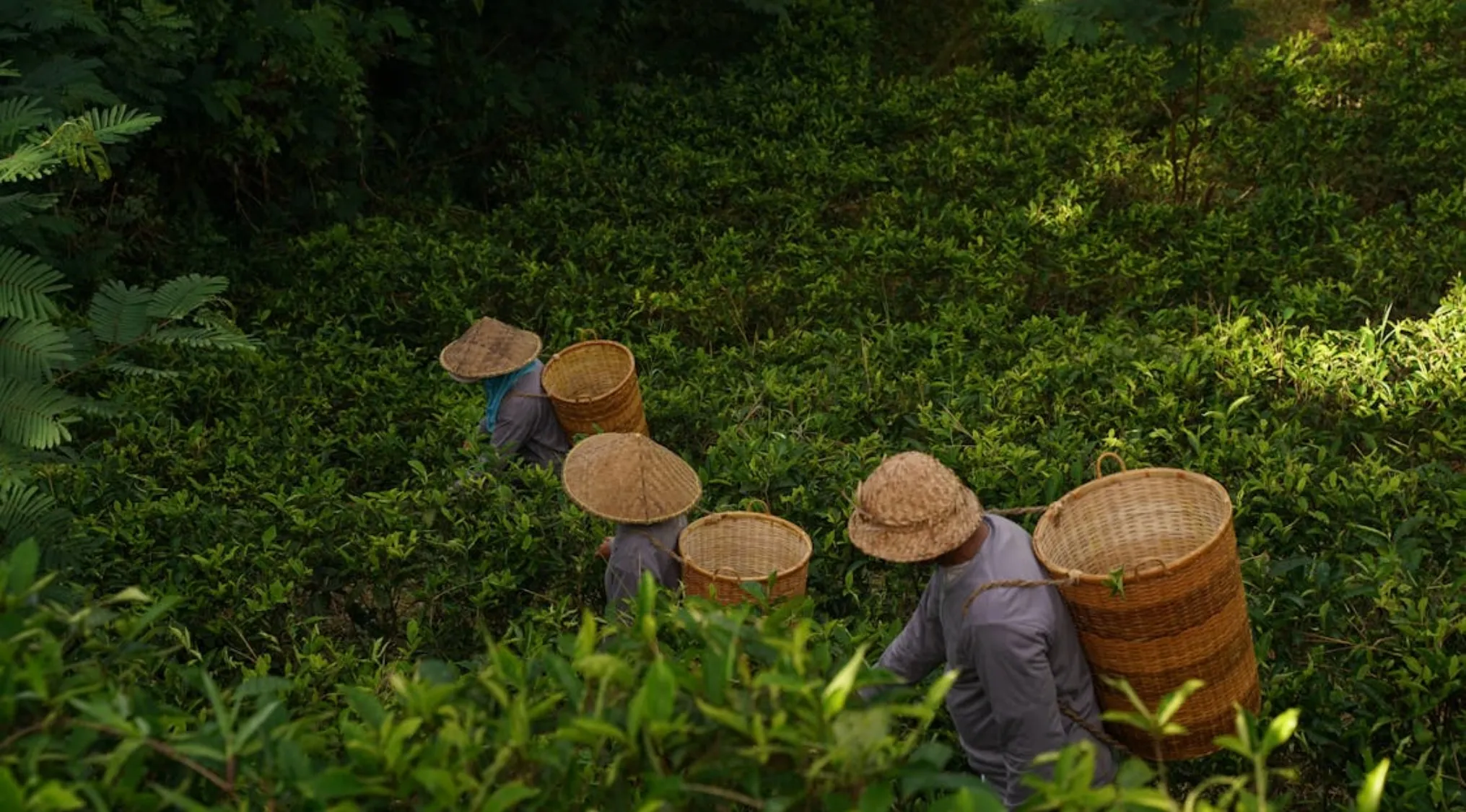 Workers wearing traditional hats harvesting tea leaves in a lush green tea plantation for the original tea dyeing process.