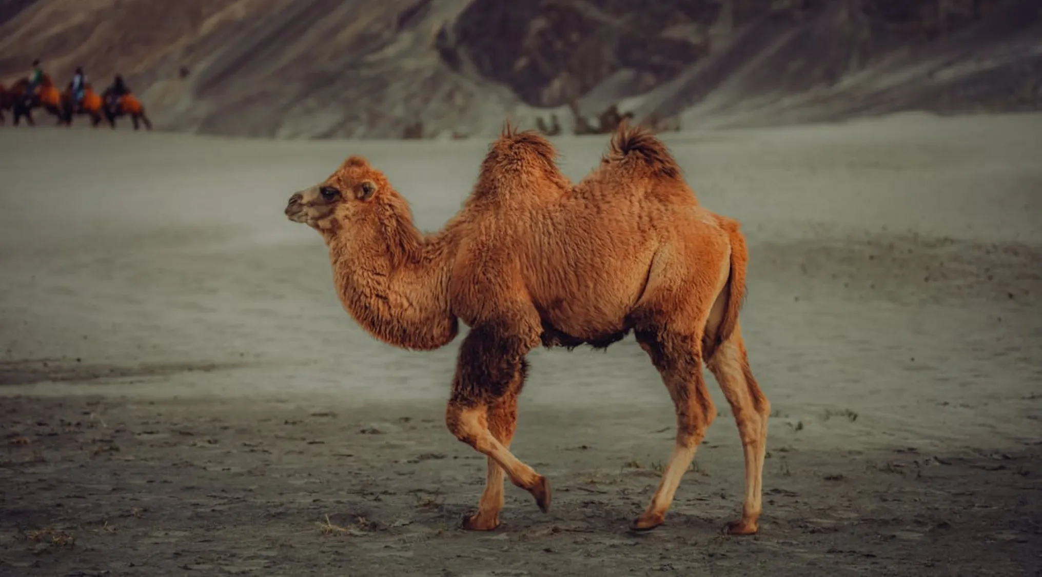 Young camel with two humps walking in sandy desert landscape, illustrating camel water storage myth.