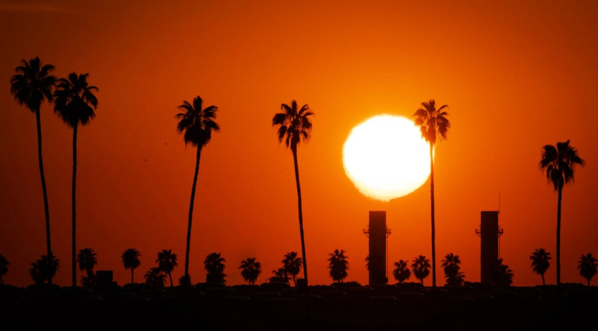 Sunset with palm trees silhouetted against orange sky illustrating heat loss through your head concept.