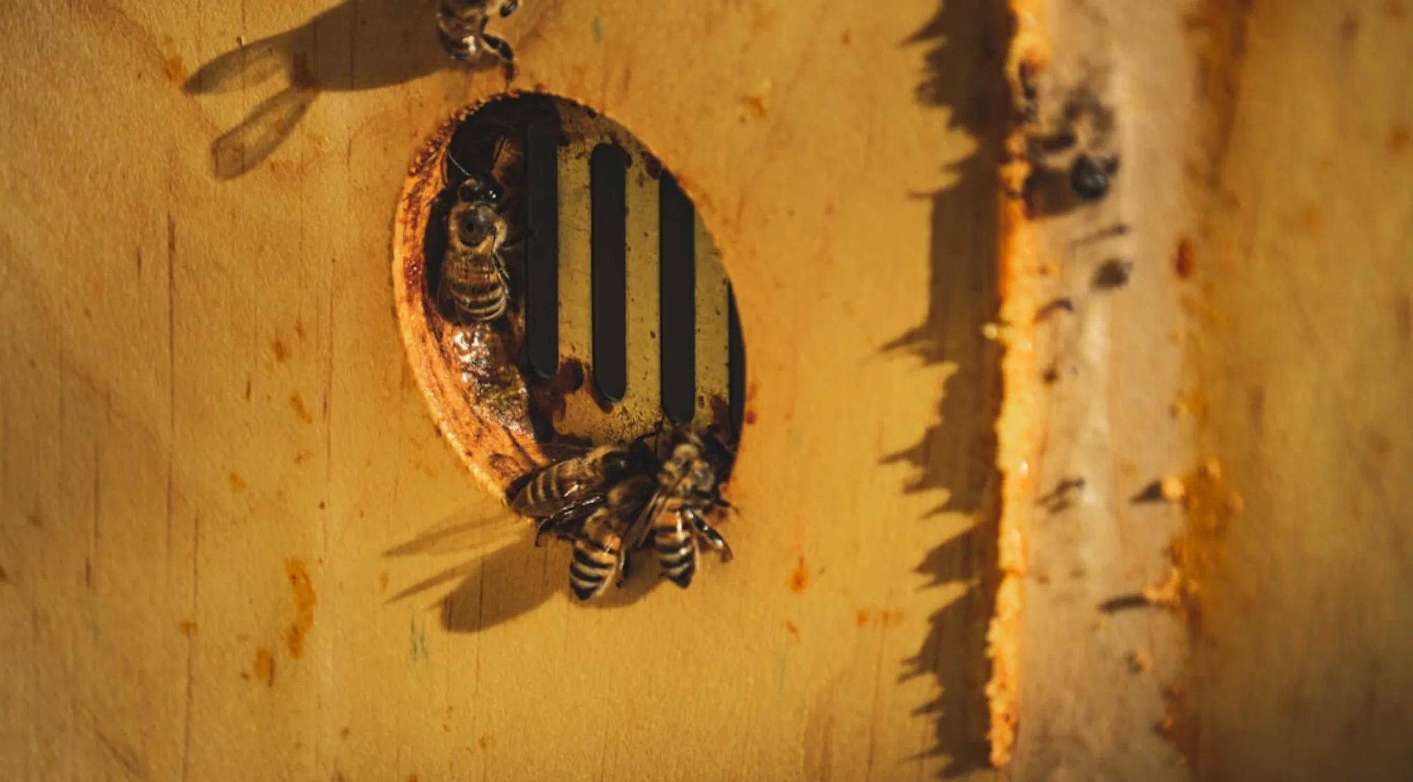 Bees clustering around a hive entrance, illustrating bees can recognize human faces and their complex behavior.