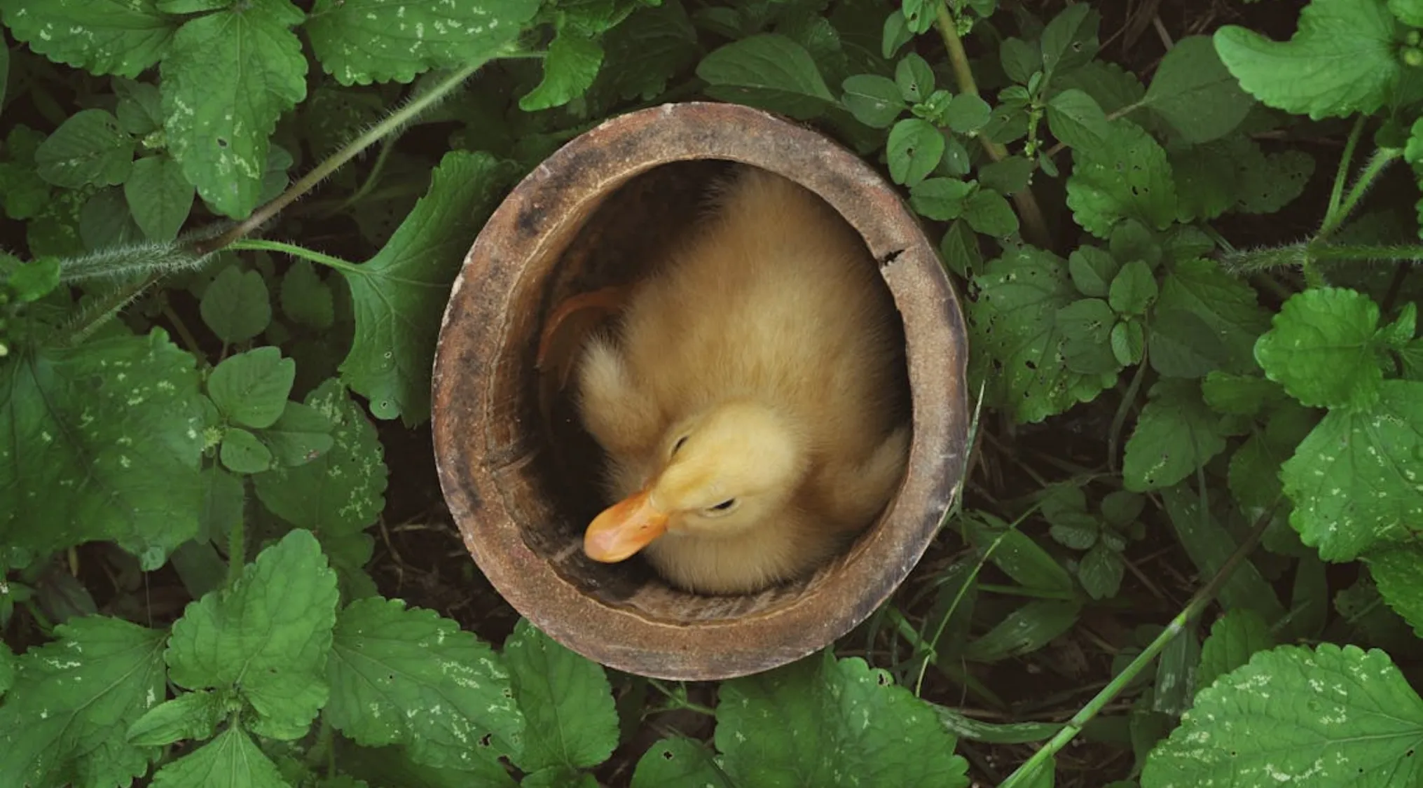 A baby bird resting inside a round wooden bowl surrounded by green leaves, illustrating the myth of mother abandonment.