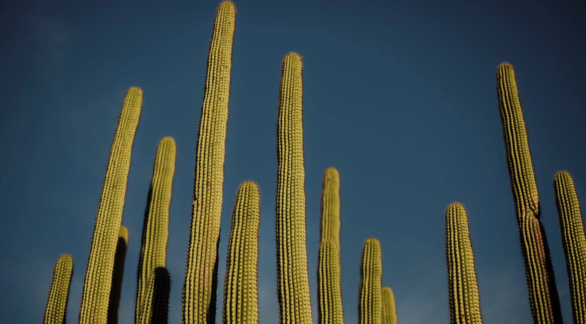 Tall green cacti reaching into a clear sky, illustrating the concept of being slightly taller in the morning with science insight.