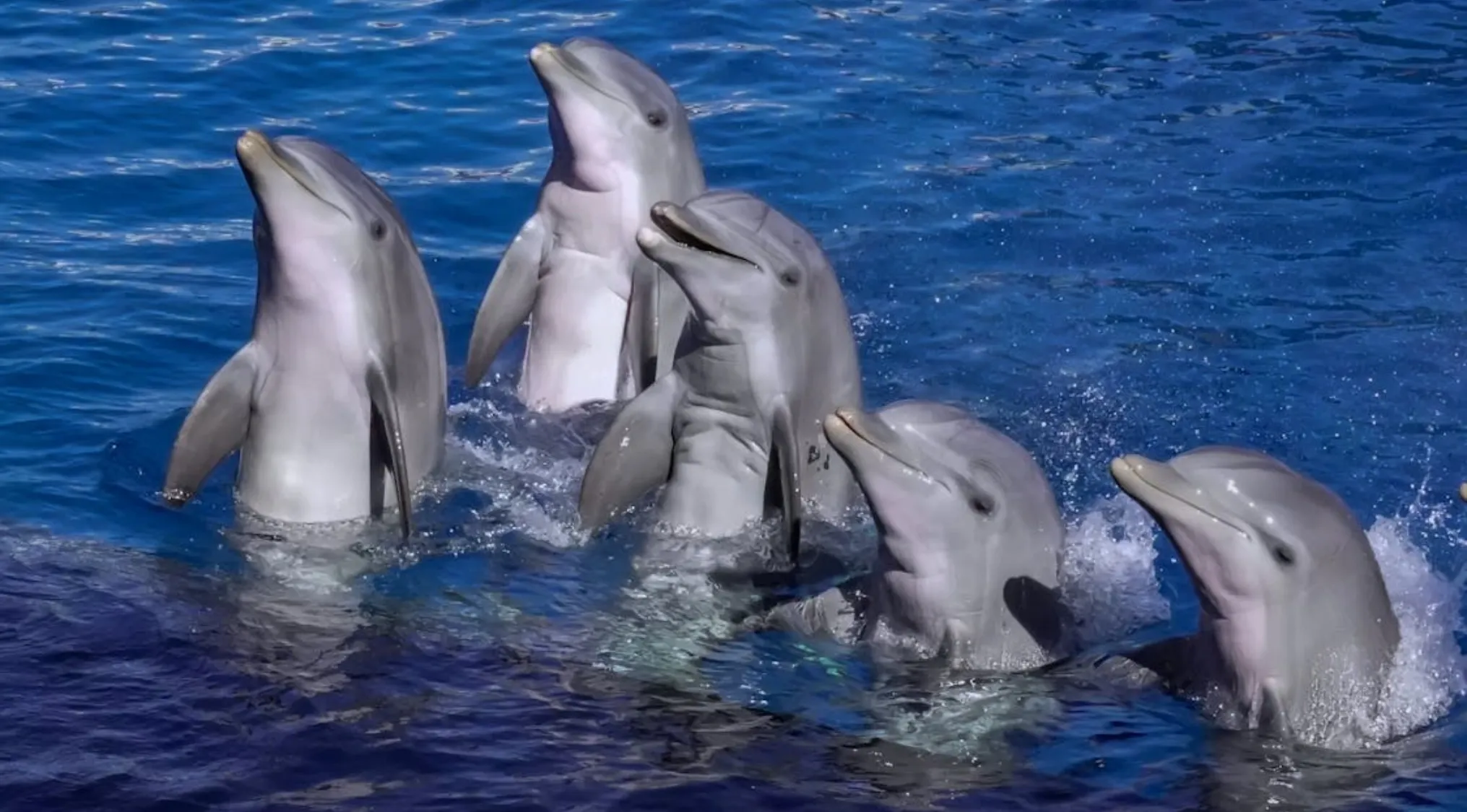 Five dolphins rising from the blue water, illustrating the science behind dolphins having names for each other.