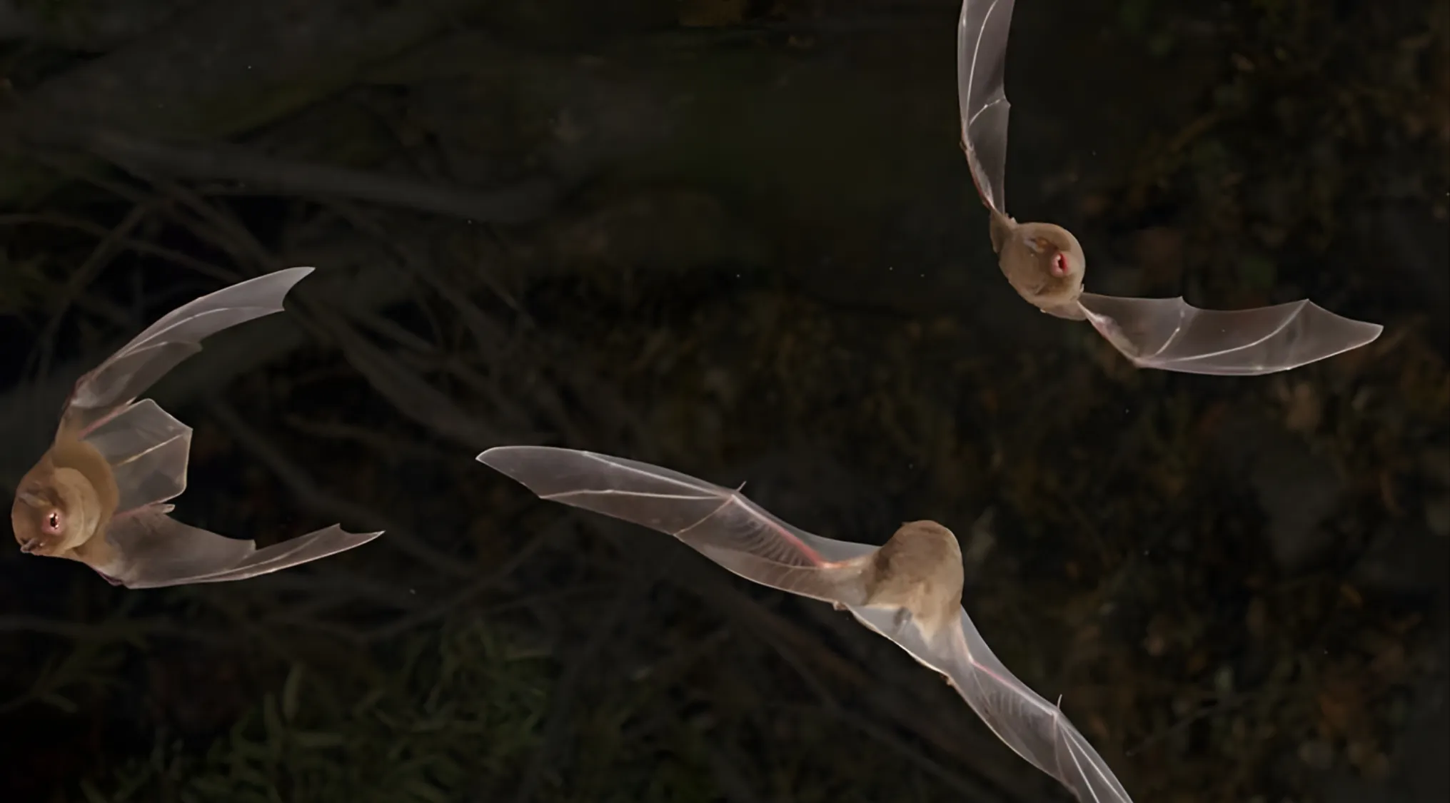 Three bats flying in a dark environment illustrating the myth that bats are blind in science discussions.