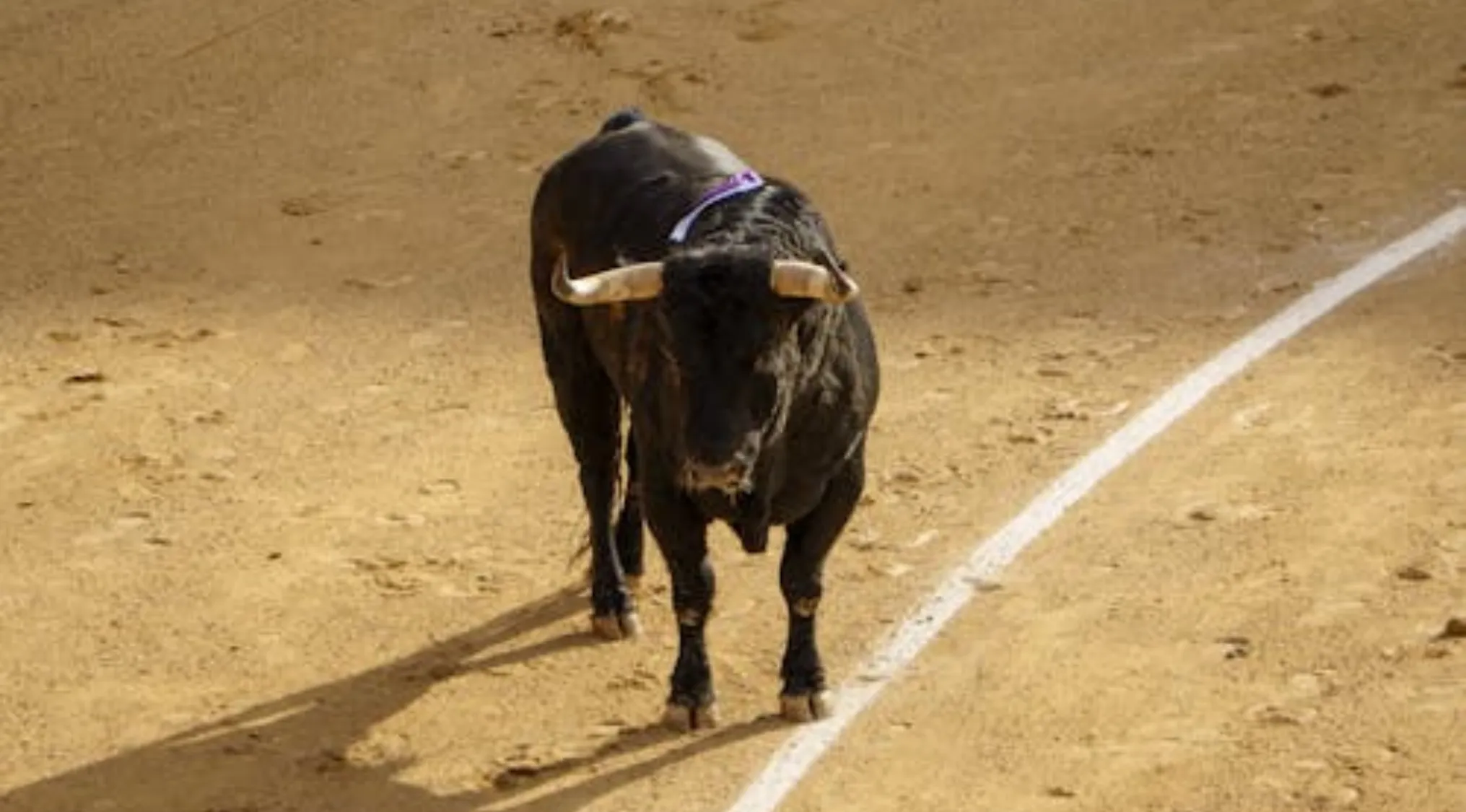 Black bull standing in a sandy arena near a white line exploring if bulls get angry when they see red.