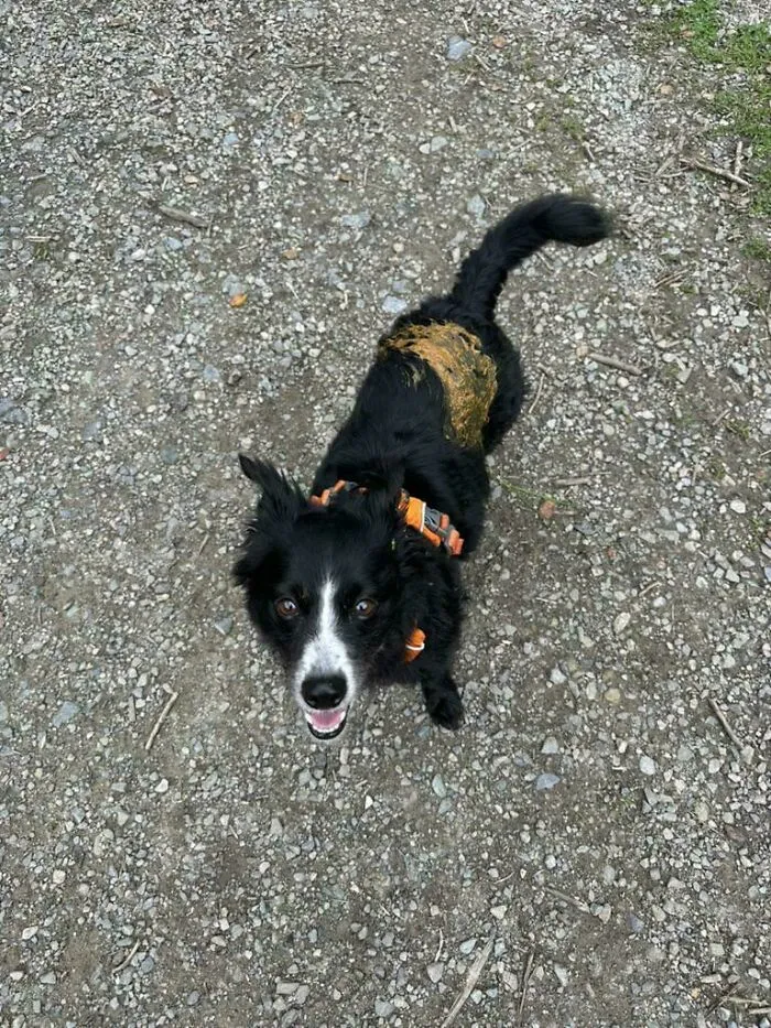 Funny unhinged dog pictures of a black and white dog with mud on its back standing on a gravel path