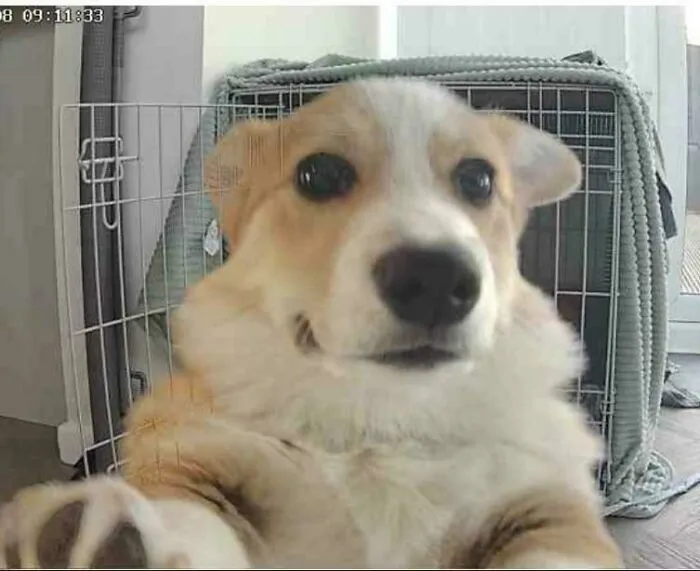 A close-up selfie angle of a startled corgi in its crate, perfect for funny unhinged dog pictures